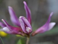 Trifolium alpinum