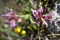 Trifolium alpinum