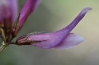 Trifolium alpinum