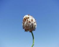 Trifolium fragiferum