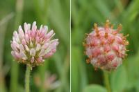 Trifolium fragiferum