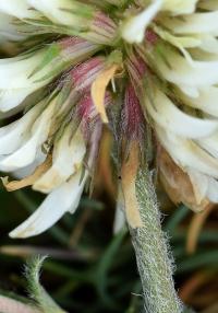Trifolium montanum subsp. montanum