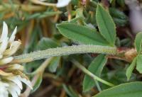 Trifolium montanum subsp. montanum