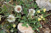 Trifolium montanum subsp. montanum