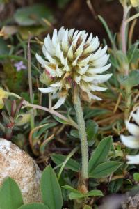 Trifolium montanum subsp. montanum