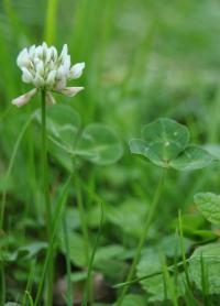 Trifolium repens subsp. repens