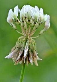 Trifolium repens subsp. repens