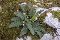 Asplenium ceterach