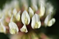 Trifolium repens subsp. repens