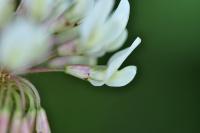 Trifolium repens subsp. repens