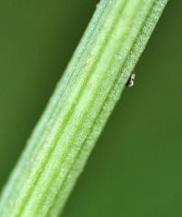 Trifolium repens subsp. repens