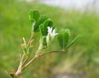 Trifolium ornithopodioides