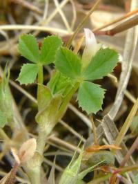 Trifolium ornithopodioides