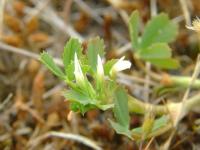 Trifolium ornithopodioides