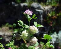 Trifolium tomentosum