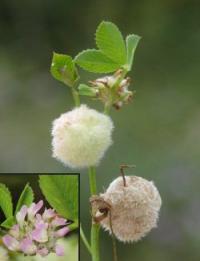 Trifolium tomentosum