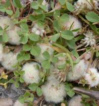 Trifolium tomentosum