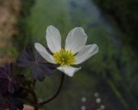 Ranunculus omiophyllus