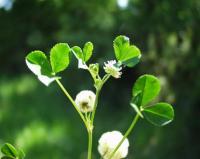 Trifolium tomentosum