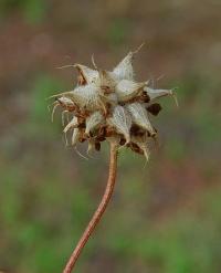 Trifolium resupinatum