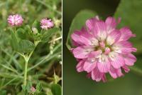 Trifolium resupinatum