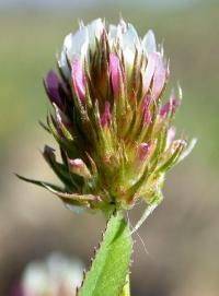 Trifolium strictum