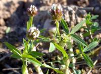 Trifolium strictum