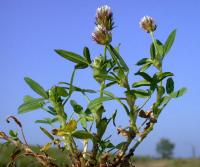 Trifolium strictum