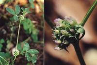 Trifolium glomeratum