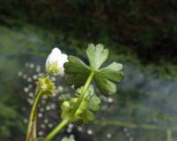 Ranunculus omiophyllus