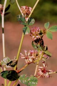 Trifolium cernuum