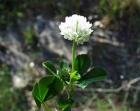 Trifolium nigrescens subsp. nigrescens