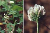 Trifolium nigrescens subsp. nigrescens