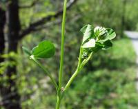 Trifolium nigrescens subsp. nigrescens