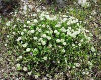 Trifolium nigrescens subsp. nigrescens