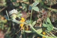 Trifolium cherleri