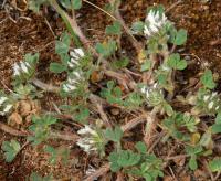 Trifolium cherleri