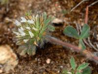 Trifolium cherleri