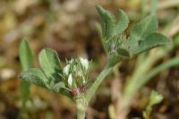 Trifolium scabrum