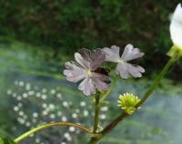 Ranunculus omiophyllus