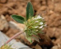 Trifolium scabrum