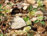 Trifolium scabrum