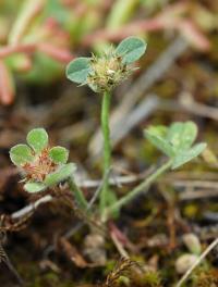 Trifolium striatum