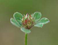 Trifolium striatum