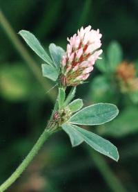 Trifolium striatum