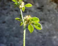 Trifolium bocconei