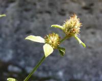 Trifolium bocconei