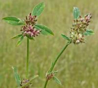 Trifolium bocconei