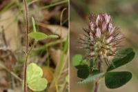 Trifolium ligusticum