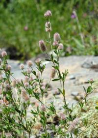 Trifolium arvense